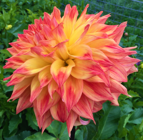 Dahlia Eva Luna